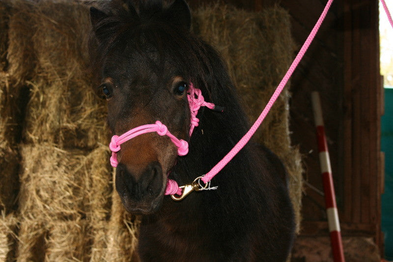 Advantage mini rope training halter