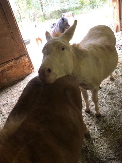 Miniature Donkey Service Diaper