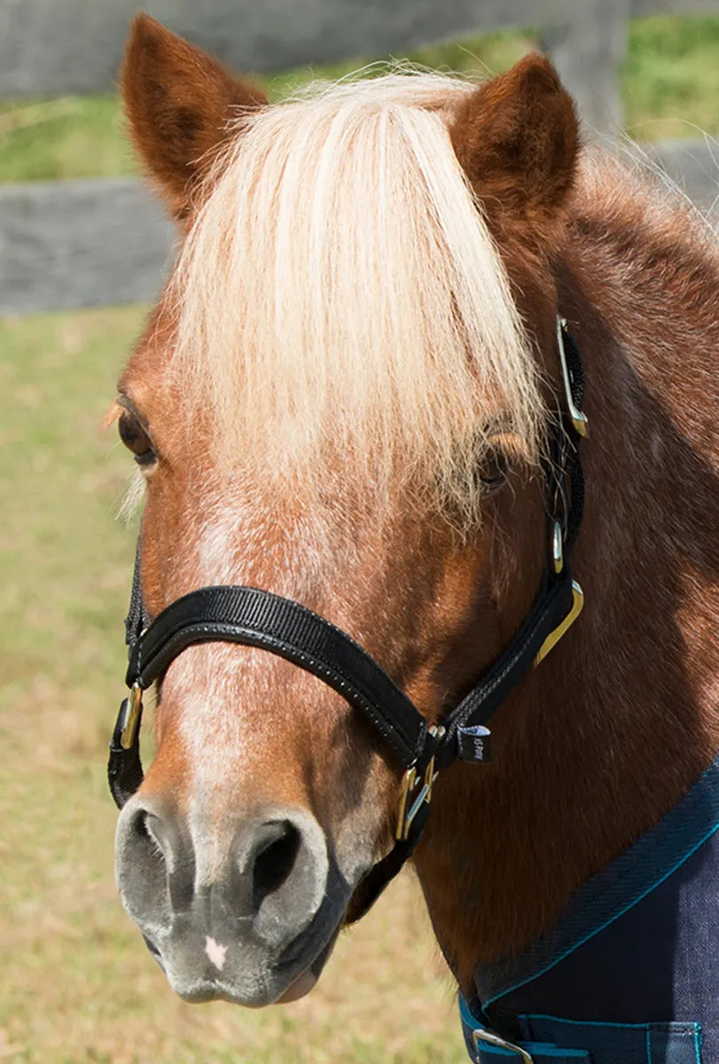 Shires Topaz MiniHalter