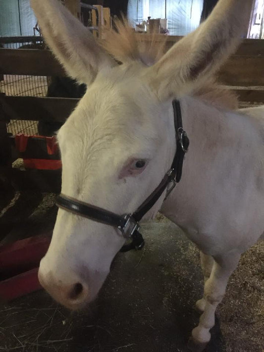 Leather padded halter for mini donkeys A size 34" and under