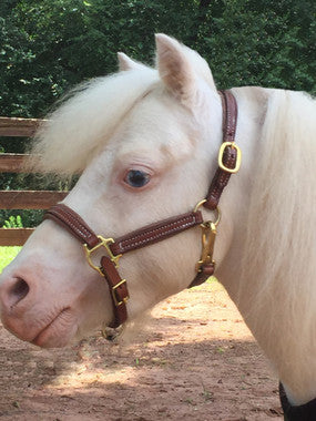 Leather padded halter for A minis