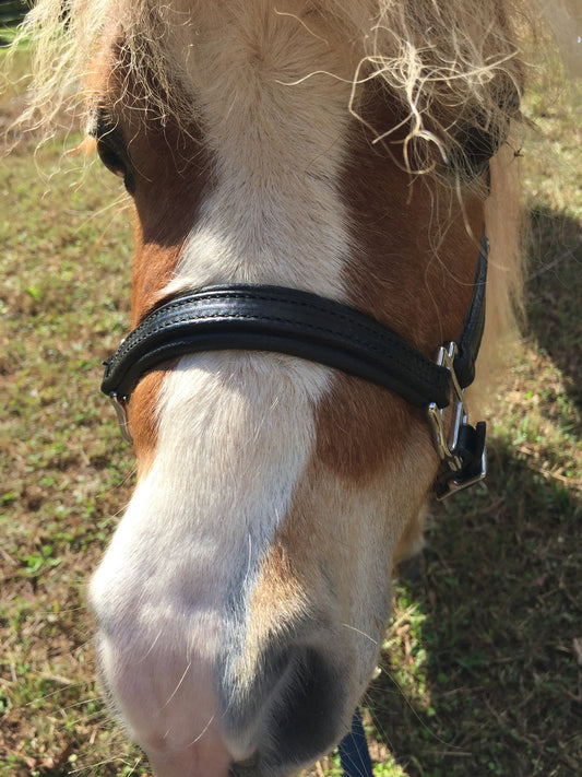 Leather padded halter for B minis