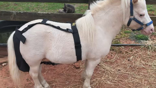 Miniature horse or donkey service diaper